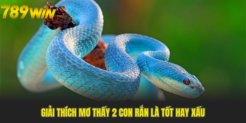 Giải thích mơ thấy 2 con rắn là tốt hay xấu