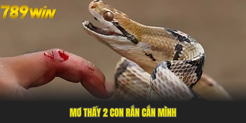 Giải mã mơ thấy 2 con rắn đang cắn mình bắt liền con đề 92