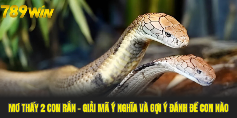 Mơ Thấy 2 Con Rắn - Giải Mã Ý Nghĩa Và Gợi Ý Đánh Đề Con Nào
